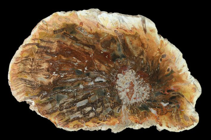 Petrified Horsetail (Calamites?) From Madagascar - Rare! #139596